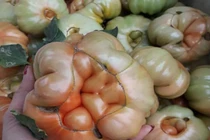 Thứ quả nhìn xấu lạ, trước không ai mua nay bán 60.000 đồng/kg