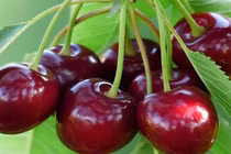 Loại quả rẻ như rau ở nước ngoài về Việt Nam thành thứ "đốt tiền"