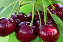 Loại quả rẻ như rau ở nước ngoài về Việt Nam thành thứ "đốt tiền"