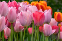 Sau Rằm tháng 12 Âm lịch, 3 con giáp được lộc trời cho