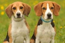 Trời ban phúc lộc: 3 con giáp sự nghiệp vụt sáng, tiền của đầy nhà