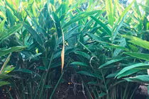 Thứ tưởng vứt đi không ngờ là đặc sản lạ, bán rất đắt hàng