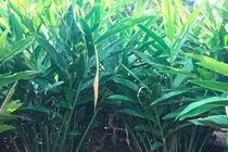 Thứ tưởng vứt đi không ngờ là đặc sản lạ, bán rất đắt hàng