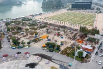 Tiểu thương ồ ạt đưa đào về Hạ Long bán Tết