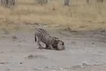 Clip: Phục kích tài tình, sư tử tóm gọn 2 con ngựa vằn