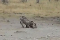 Clip: Phục kích tài tình, sư tử tóm gọn 2 con ngựa vằn