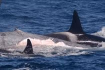 Đàn cá voi sát thủ cắn xé và ăn thịt cá voi xanh