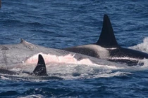 Đàn cá voi sát thủ cắn xé và ăn thịt cá voi xanh