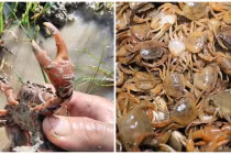 Mẹo chọn cua đồng ngon, nhiều thịt, nhiều gạch đơn giản