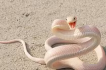 Tại sao rắn đi bằng bụng?