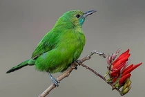 Ai sinh tháng Âm lịch này tự làm chủ cuộc đời