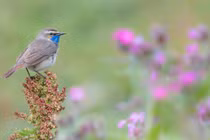 Ai sinh tháng Âm lịch này tham vọng ngút trời, sự nghiệp tiến triển