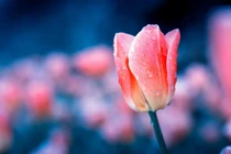 Sinh vào 5 ngày Âm lịch này, biến khó khăn thành cơ hội