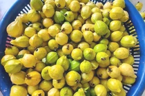 Ổi mỡ thơm lừng, bà nội trợ chiều chòng đặt mua về ngâm rượu