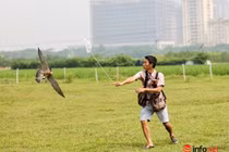 Thú chơi đại bàng, chim ưng sát thủ tốn kém của 9X Hà Nội