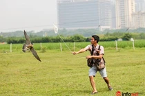 Thú chơi đại bàng, chim ưng sát thủ tốn kém của 9X Hà Nội