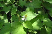 3 công thức trắng da với diếp cá có thể bạn chưa biết