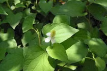 3 công thức trắng da với diếp cá có thể bạn chưa biết