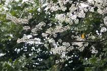 Đẹp nao lòng mùa hoa sưa nở trắng trời Hà Nội