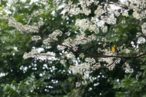 Đẹp nao lòng mùa hoa sưa nở trắng trời Hà Nội