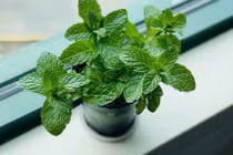 6 cách dùng lá bạc hà để làm sạch nhà cửa