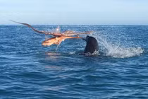 Video: Bạch tuộc khổng lồ tử chiến trước hải cẩu