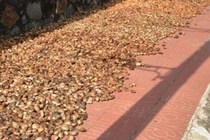 Thứ mọc dại ở Việt Nam trước rụng đầy, nay bán 600.000 đồng/kg