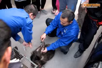 Đã bắt được khỉ mặt đỏ gây “náo loạn” khu đô thị ở HN