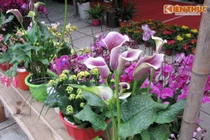 Độc đáo hoa bonsai chơi Tết “chỉ Lào Cai mới có“