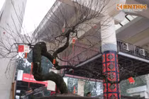 Tận mục đào cổ SaPa thế "giáng long", thét giá 600 triệu