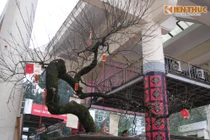 Tận mục đào cổ SaPa thế "giáng long", thét giá 600 triệu