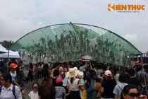 Lễ hội Hoa Tử Đằng toàn hoa giả, du khách ngao ngán, thất vọng