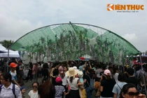 Lễ hội Hoa Tử Đằng toàn hoa giả, du khách ngao ngán, thất vọng