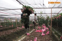 Cảnh bán tháo hoa ly vì nở sớm ở làng hoa Tây Tựu