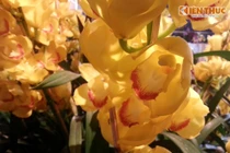 Đột nhập thị trường hoa lan giá khủng ở Hà Nội