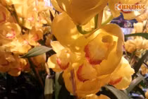 Đột nhập thị trường hoa lan giá khủng ở Hà Nội