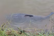 Câu được cá trắm “khủng” dài 1,3m, nặng 35 kg tại HN