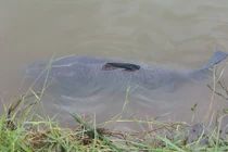 Câu được cá trắm “khủng” dài 1,3m, nặng 35 kg tại HN