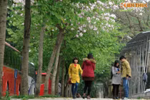 Ngắm hoa ban mang mùa xuân Tây Bắc về giữa lòng Hà Nội