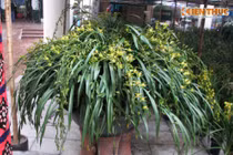 Địa lan rừng độc nhất vô nhị giá khủng xuất hiện tại Hà Nội