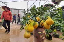 Dư âm COVID-19, làng hoa Xuân Quan kém nhộn nhịp ngày cận Tết