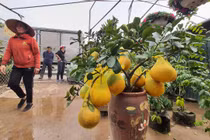 Dư âm COVID-19, làng hoa Xuân Quan kém nhộn nhịp ngày cận Tết