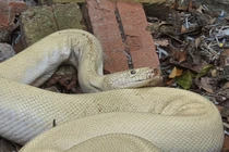 Bạch xà khổng lồ, toàn thân trắng muốt xuất hiện ở Ninh Bình