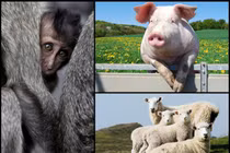 5 sinh vật đã và sẽ... lai với con người