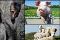 5 sinh vật đã và sẽ... lai với con người