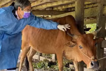 Bò ở Lạng Sơn nổi u cục bất thường, xuất hiện bệnh lạ 