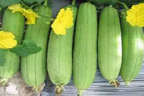 Video: Mướp hương, bài thuốc trị bệnh tiểu đường của người nghèo