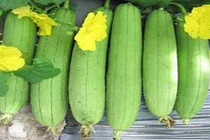 Video: Mướp hương, bài thuốc trị bệnh tiểu đường của người nghèo