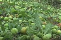 Video: 90% mơ, mận Sơn La rụng tan nát sau mưa đá, dân lo trắng tay