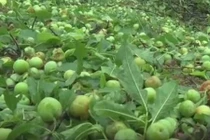 Video: 90% mơ, mận Sơn La rụng tan nát sau mưa đá, dân lo trắng tay